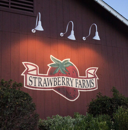 Strawberry Farms Irvine  - Alders Photography